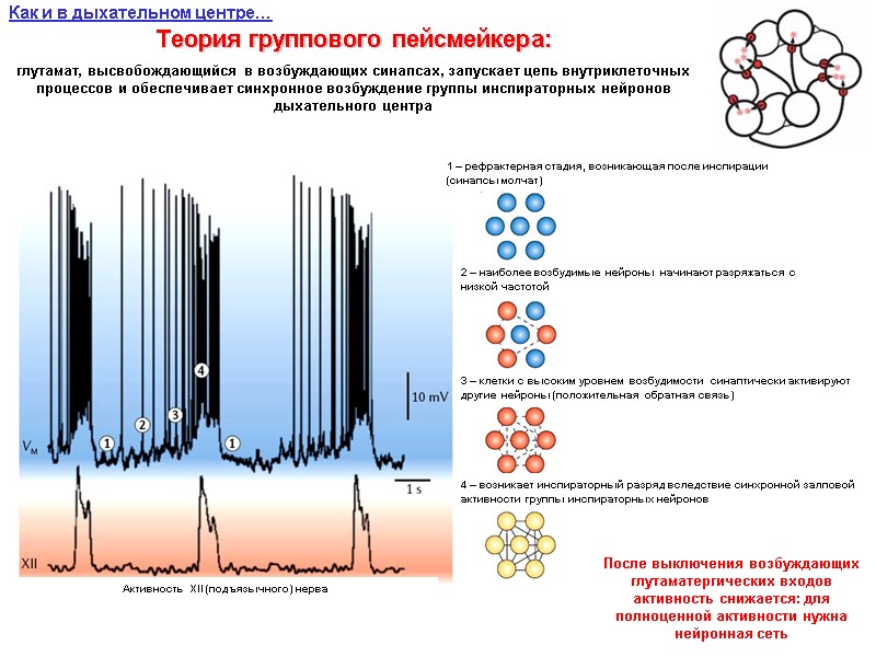 Теория группового пейсмейкера:  глутамат, высвобождающийся в возбуждающих синапсах, запускает цепь внутриклеточных процессов и